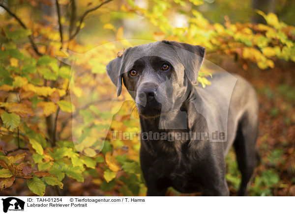 Labrador Retriever Portrait / Labrador Retriever Portrait / TAH-01254