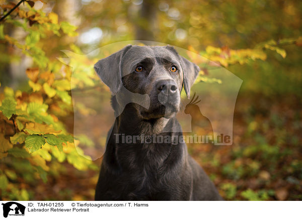 Labrador Retriever Portrait / Labrador Retriever Portrait / TAH-01255