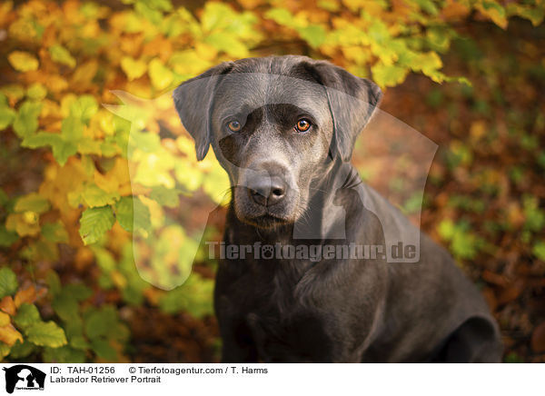 Labrador Retriever Portrait / Labrador Retriever Portrait / TAH-01256