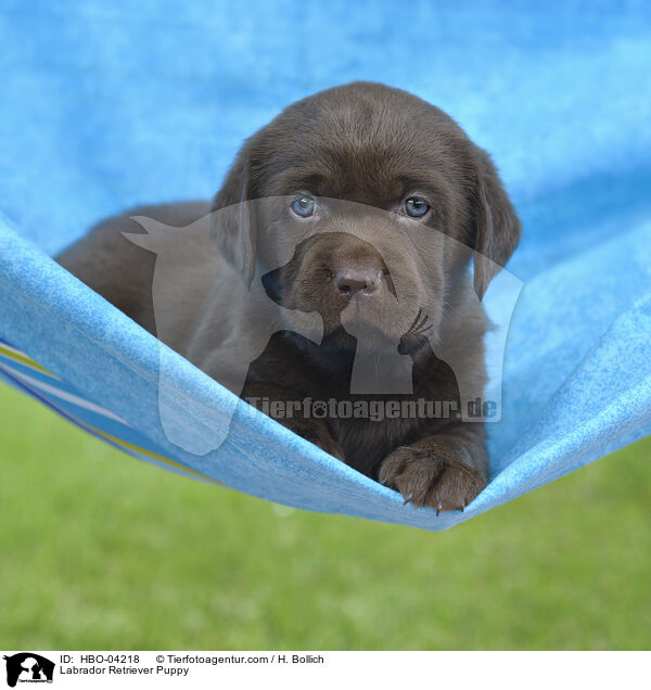 Labrador Retriever Welpe / Labrador Retriever Puppy / HBO-04218