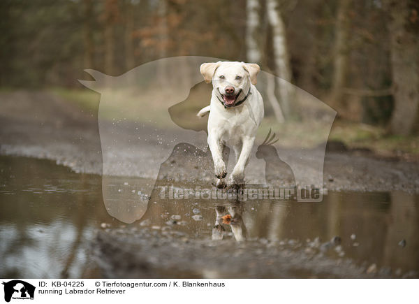 rennender Labrador Retriever / running Labrador Retriever / KB-04225