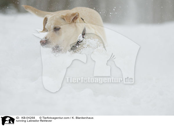 rennender Labrador Retriever / running Labrador Retriever / KB-04268