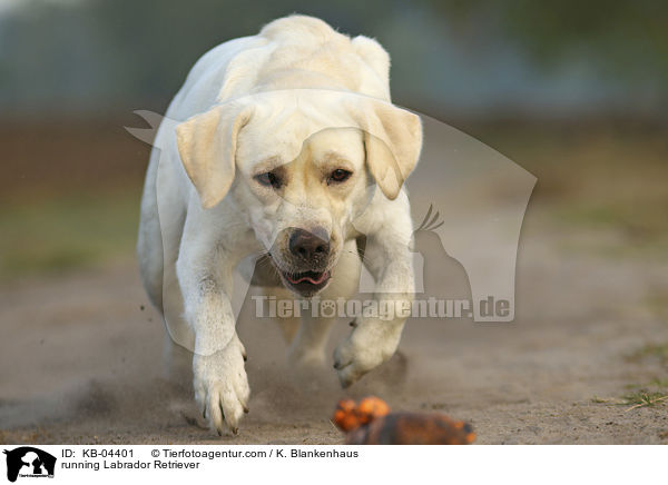 rennender Labrador Retriever / running Labrador Retriever / KB-04401