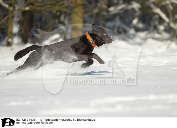 rennender Labrador Retriever / running Labrador Retriever / KB-04535