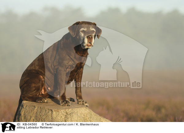 sitzender Labrador Retriever / sitting Labrador Retriever / KB-04560