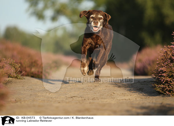 rennender Labrador Retriever / running Labrador Retriever / KB-04573