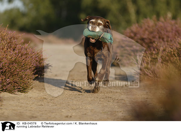 rennender Labrador Retriever / running Labrador Retriever / KB-04578