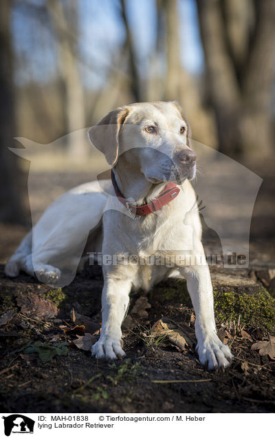 liegender Labrador Retriever / lying Labrador Retriever / MAH-01838