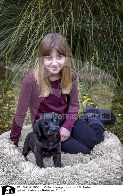 Mdchen mit Labrador Retriever Welpe / girl with Labrador Retriever Puppy / MAH-01855