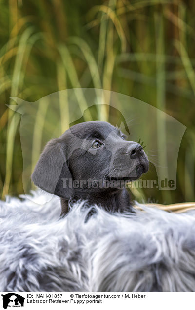 Labrador Retriever Welpe Portrait / Labrador Retriever Puppy portrait / MAH-01857