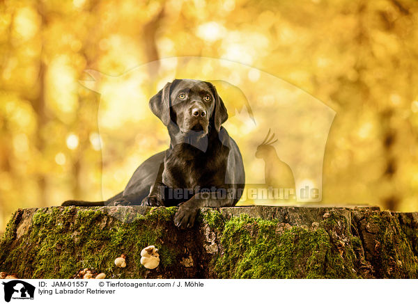 liegender Labrador Retriever / lying Labrador Retriever / JAM-01557