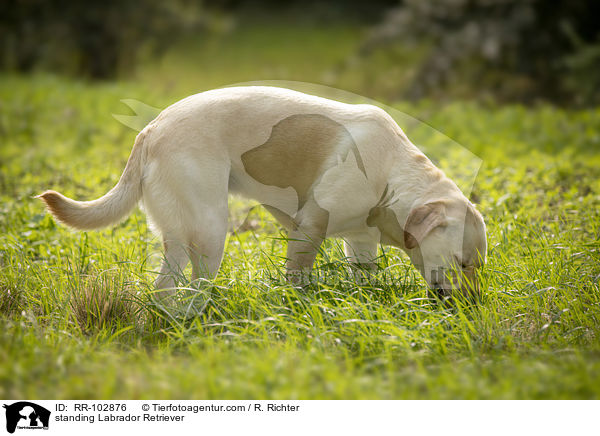 stehender Labrador Retriever / standing Labrador Retriever / RR-102876