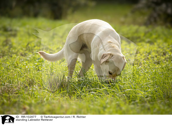 stehender Labrador Retriever / standing Labrador Retriever / RR-102877