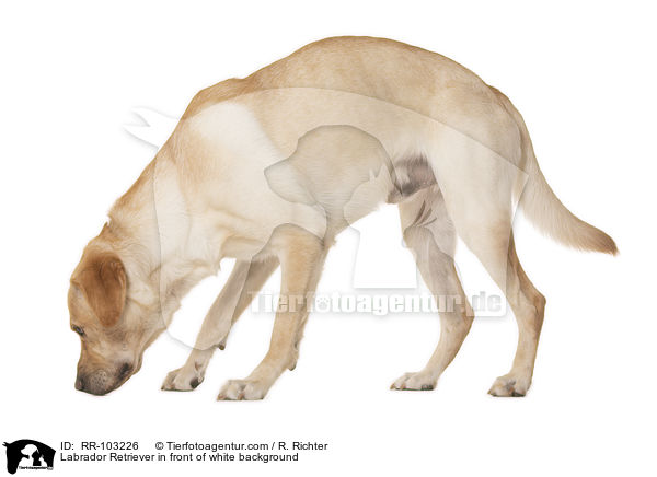 Labrador Retriever vor weiem Hintergrund / Labrador Retriever in front of white background / RR-103226