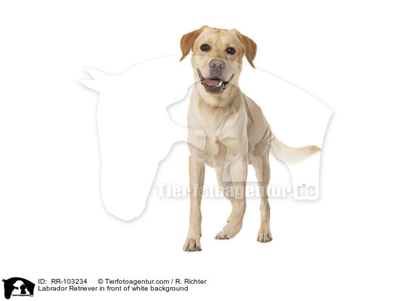 Labrador Retriever vor weiem Hintergrund / Labrador Retriever in front of white background / RR-103234