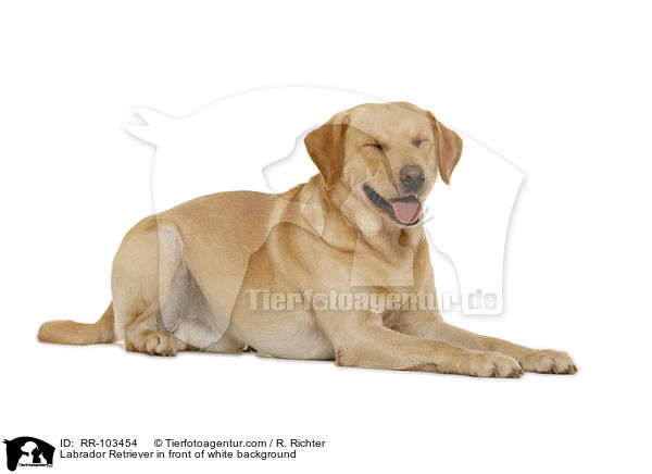 Labrador Retriever vor weiem Hintergrund / Labrador Retriever in front of white background / RR-103454