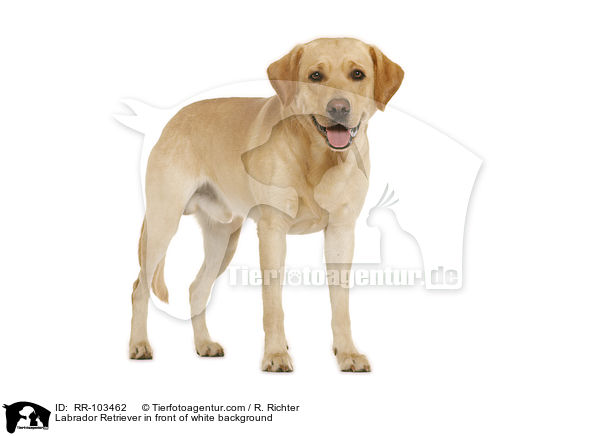 Labrador Retriever vor weiem Hintergrund / Labrador Retriever in front of white background / RR-103462