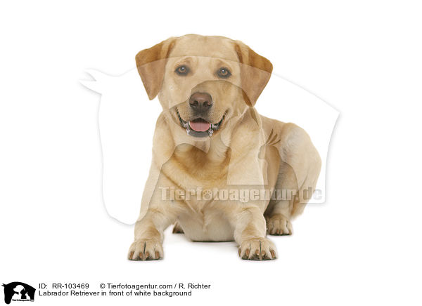 Labrador Retriever vor weiem Hintergrund / Labrador Retriever in front of white background / RR-103469