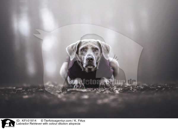 Labrador Retriever mit Farbmutantenalopezie / Labrador Retriever with colour dilution alopecia / KFI-01814