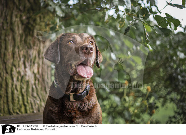 Labrador Retriever Portrait / Labrador Retriever Portrait / LIB-01230