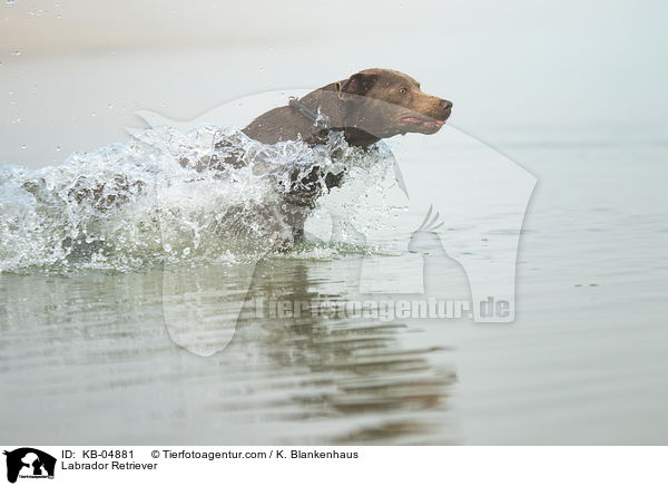 Labrador Retriever / Labrador Retriever / KB-04881