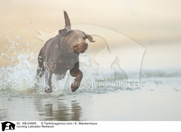rennender Labrador Retriever / running Labrador Retriever / KB-04885