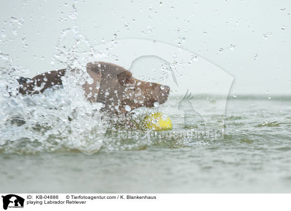 spielender Labrador Retriever / playing Labrador Retriever / KB-04886