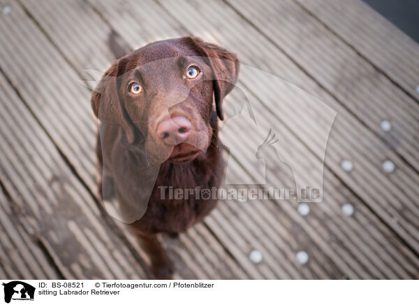 sitzender Labrador Retriever / sitting Labrador Retriever / BS-08521