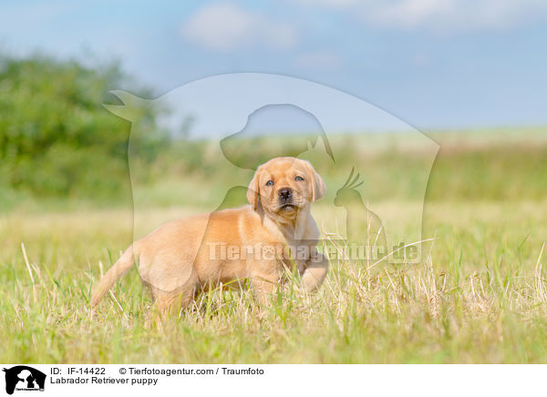 Labrador Retriever Welpe / Labrador Retriever puppy / IF-14422