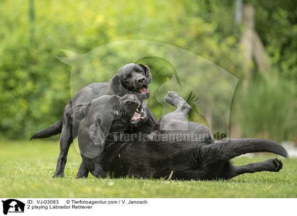2 spielende Labrador Retriever / 2 playing Labrador Retriever / VJ-03083