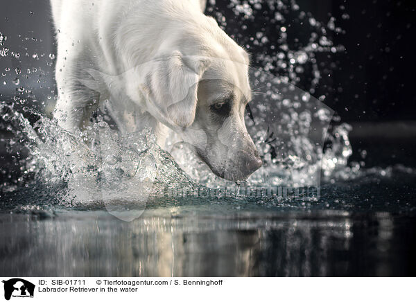 Labrador Retriever im Wasser / Labrador Retriever in the water / SIB-01711