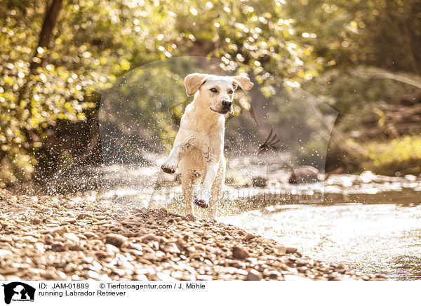 rennender Labrador Retriever / running Labrador Retriever / JAM-01889