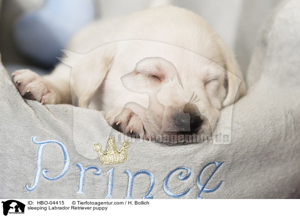 schlafender Labrador Retriever Welpe / sleeping Labrador Retriever puppy / HBO-04415