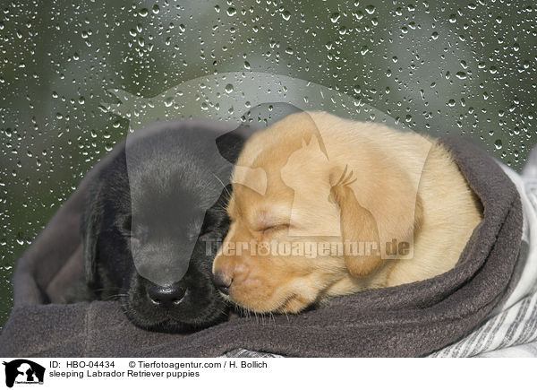 sleeping Labrador Retriever puppies / HBO-04434