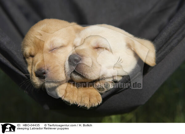 sleeping Labrador Retriever puppies / HBO-04435