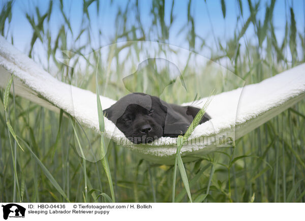 sleeping Labrador Retriever puppy / HBO-04436
