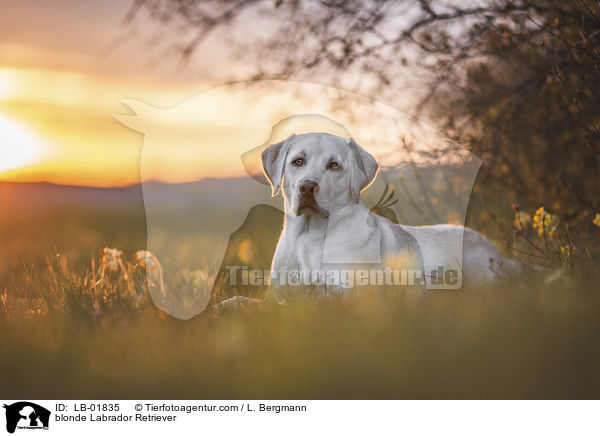 blonder Labrador Retriever / blonde Labrador Retriever / LB-01835