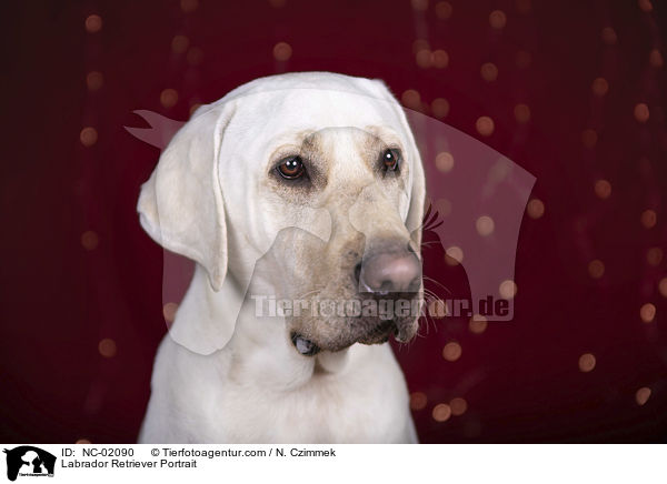 Labrador Retriever Portrait / Labrador Retriever Portrait / NC-02090