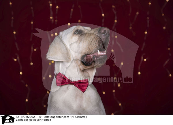 Labrador Retriever Portrait / Labrador Retriever Portrait / NC-02092