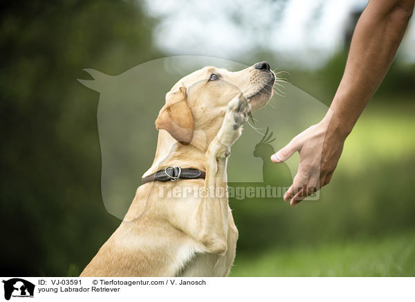 junger Labrador Retriever / young Labrador Retriever / VJ-03591