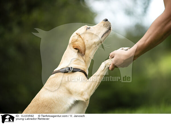 junger Labrador Retriever / young Labrador Retriever / VJ-03592