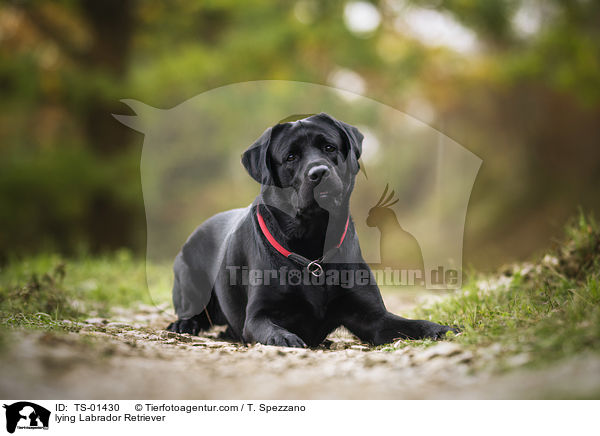 liegender Labrador Retriever / lying Labrador Retriever / TS-01430