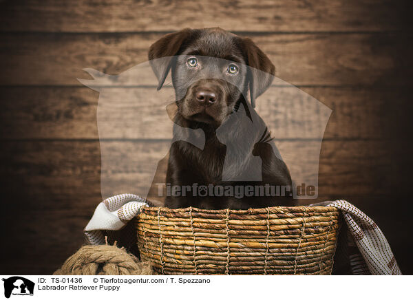 Labrador Retriever Welpe / Labrador Retriever Puppy / TS-01436