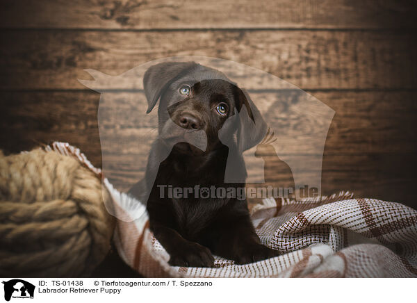 Labrador Retriever Welpe / Labrador Retriever Puppy / TS-01438