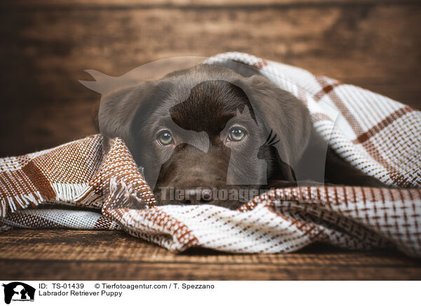 Labrador Retriever Welpe / Labrador Retriever Puppy / TS-01439