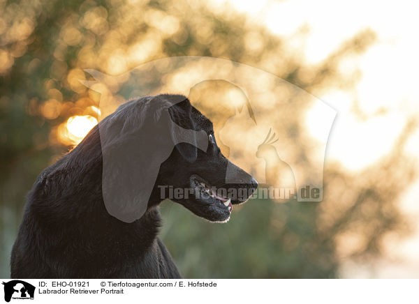 Labrador Retriever Portrait / Labrador Retriever Portrait / EHO-01921
