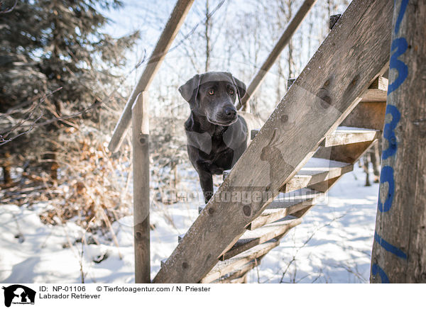 Labrador Retriever / Labrador Retriever / NP-01106