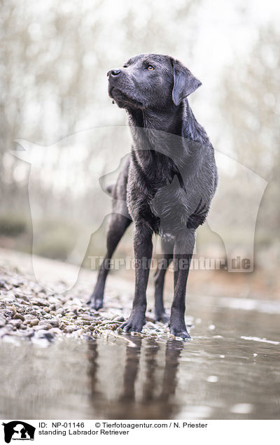 stehender Labrador Retriever / standing Labrador Retriever / NP-01146