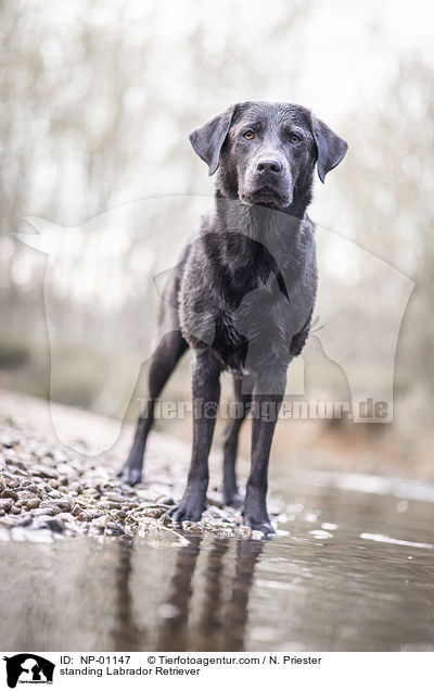 stehender Labrador Retriever / standing Labrador Retriever / NP-01147