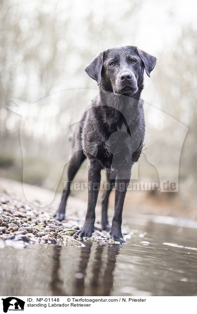 stehender Labrador Retriever / standing Labrador Retriever / NP-01148